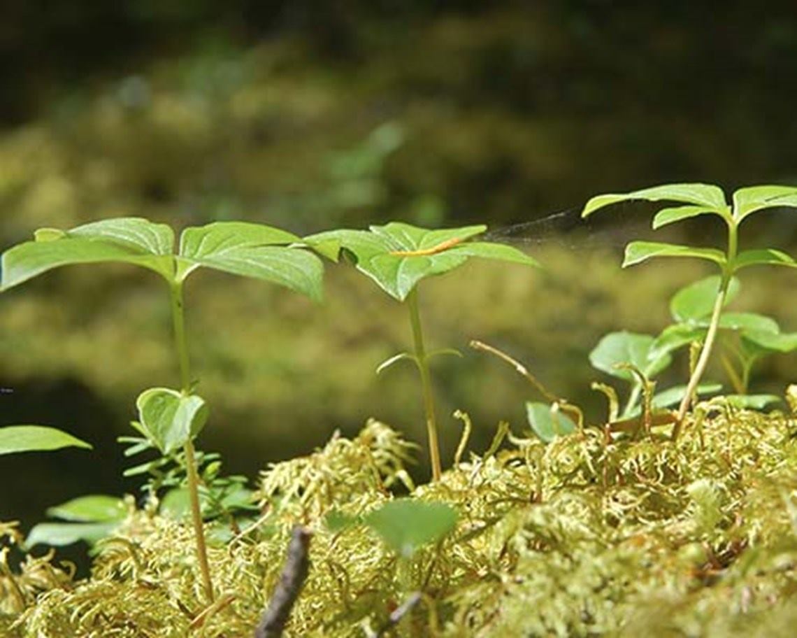 plantas-verdes