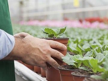 mano tomando planta